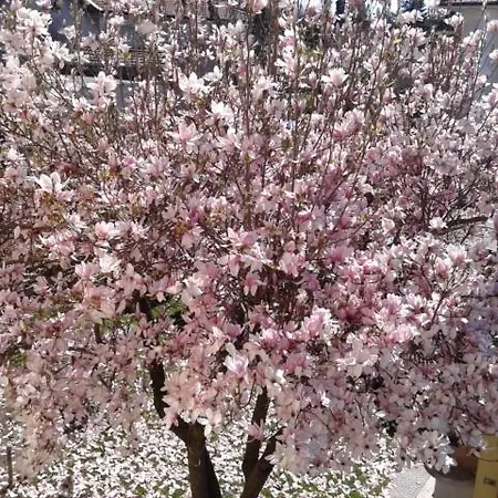 Locazione Turistica La Magnolia Holiday home Montonate